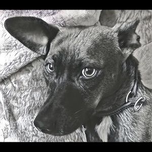 Meet your Posher, Howard